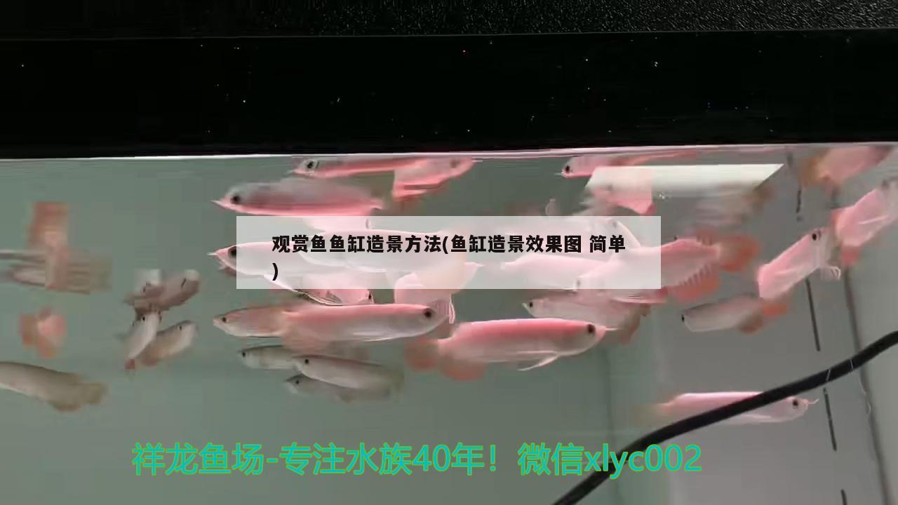 观赏鱼鱼缸造景方法(鱼缸造景效果图简单)