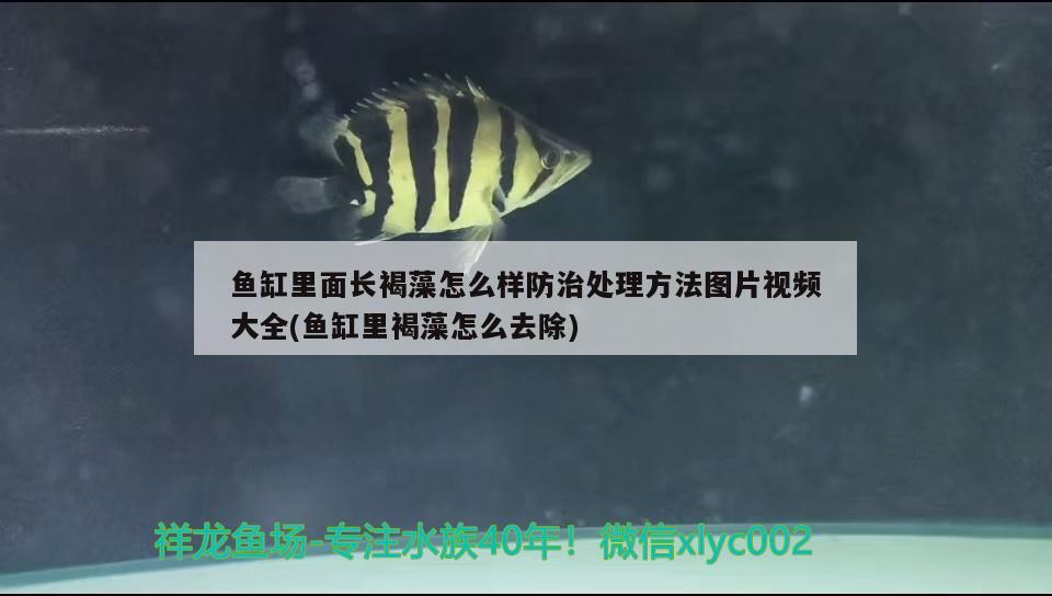 鱼缸里面长褐藻怎么样防治处理方法图片视频大全(鱼缸里褐藻怎么去除) 黄金达摩鱼