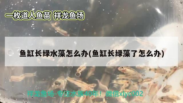 鱼缸造景排名前十(大型鱼鱼缸造景) 广州水族器材滤材批发市场 第1张