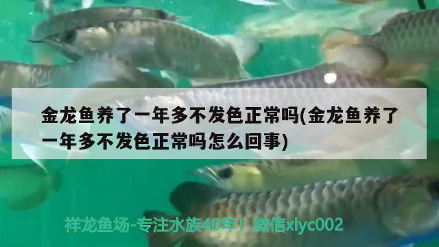 江苏金龙鱼工厂中国铁建（ 金龙鱼集团总部） 银古鱼苗