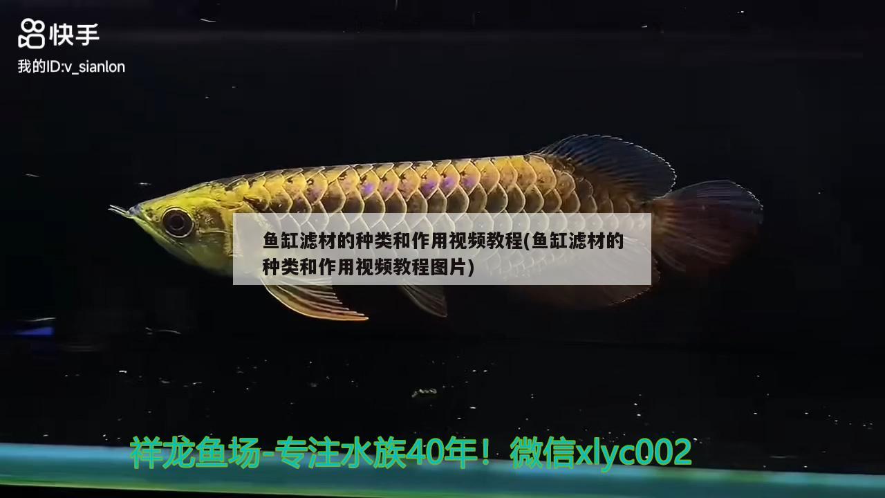 鱼缸滤材的种类和作用视频教程(鱼缸滤材的种类和作用视频教程图片)