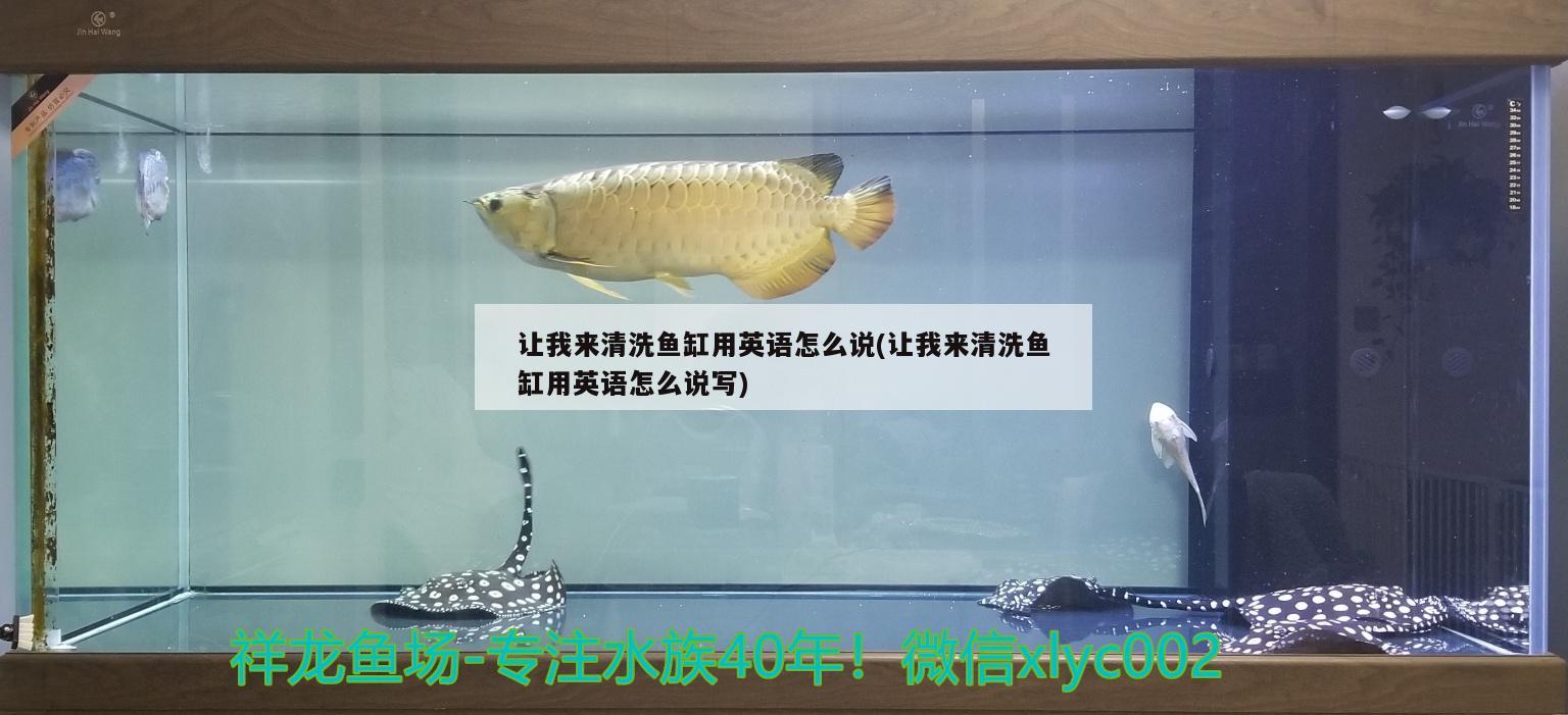 让我来清洗鱼缸用英语怎么说(让我来清洗鱼缸用英语怎么说写) 黄金斑马鱼