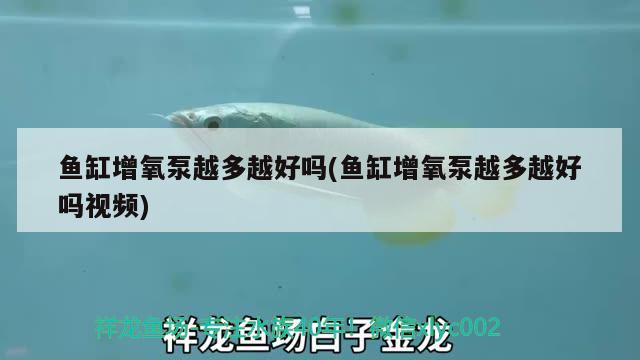 防城港金龙鱼批发市场电话号码（广西北部湾经济圈发展前景如何） 观赏鱼进出口 第1张