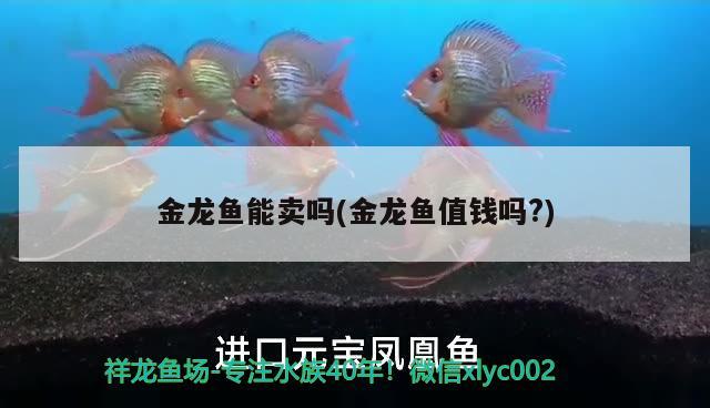 金龙鱼能卖吗(金龙鱼值钱吗?) 热带鱼鱼苗批发