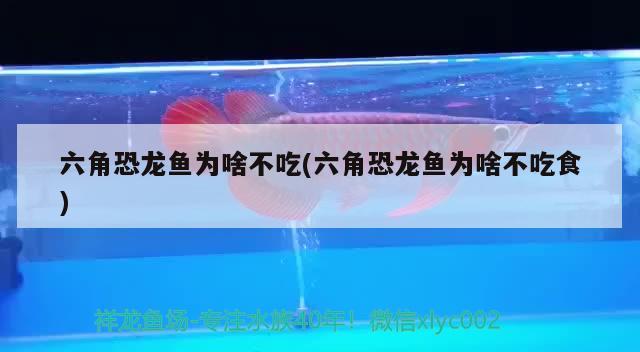 日本锦鲤鱼分为哪些种类，10厘米小红白锦鲤怎么挑选