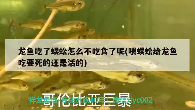 龙鱼吃了蜈蚣怎么不吃食了呢(喂蜈蚣给龙鱼吃要死的还是活的) 鱼缸等水族设备