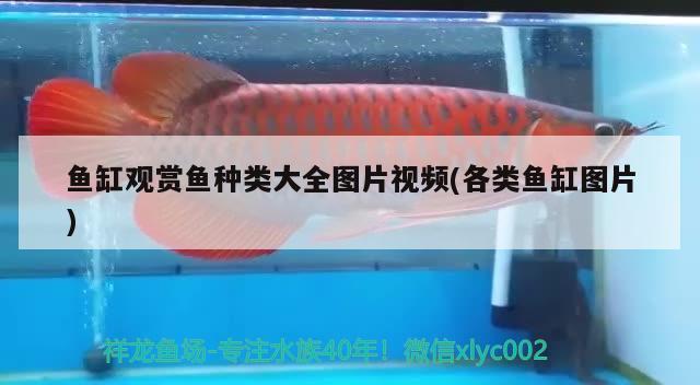西安市碑林区亮彩水族馆 观赏鱼企业目录 第1张