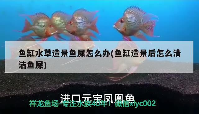 观赏鱼红龙鱼价格多少 50cm红龙鱼市价