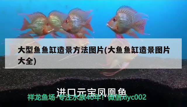 大型鱼鱼缸造景方法图片(大鱼鱼缸造景图片大全) 观赏鱼企业目录