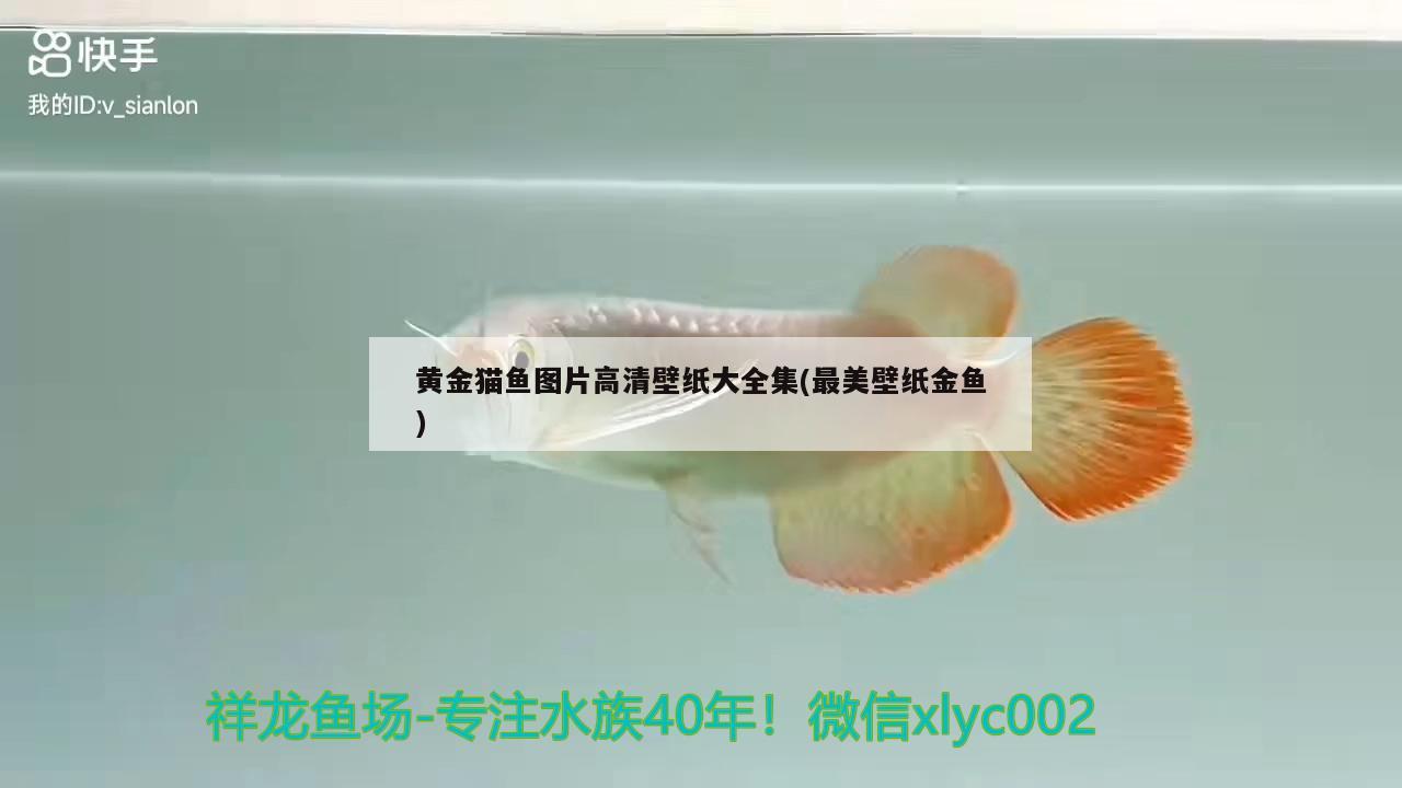 黄金猫鱼图片高清壁纸大全集(最美壁纸金鱼) 黄金猫鱼