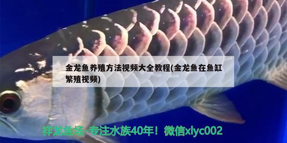 金龙鱼养殖方法视频大全教程(金龙鱼在鱼缸繁殖视频)