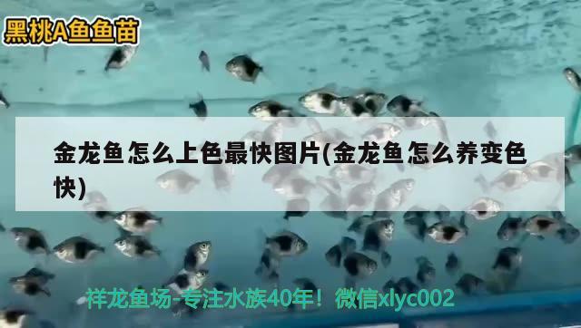 杭州鱼缸定制店铺哪家好点：杭州鱼缸养护 养鱼的好处 第2张