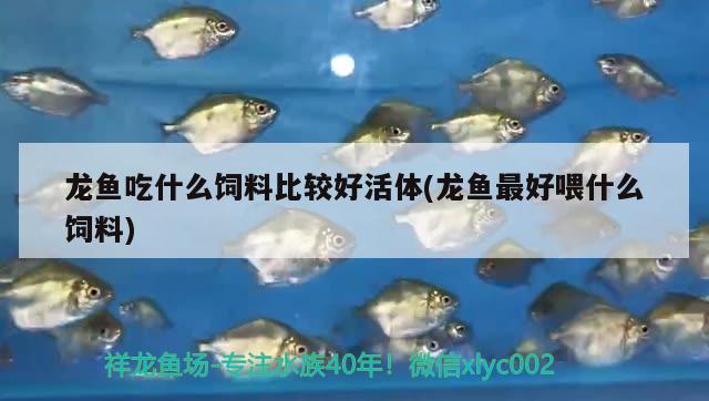 玉林观赏鱼市场台湾白金蝴蝶龙鲤是冷水鱼还是热带鱼