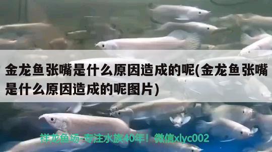 漳州观赏鱼市场新手请问淡水鱼适合养什么 观赏鱼市场（混养鱼） 第3张