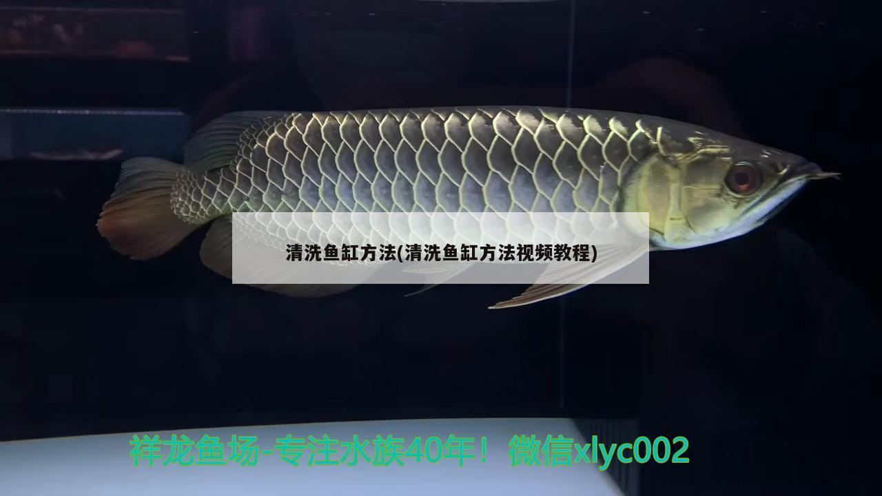 武汉水族馆入缸第二天状态良好 球鲨鱼 第2张