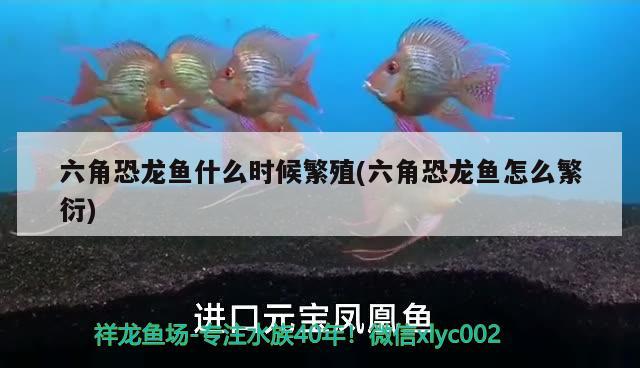 深圳观赏鱼市场一夫一妻制还是很专一的
