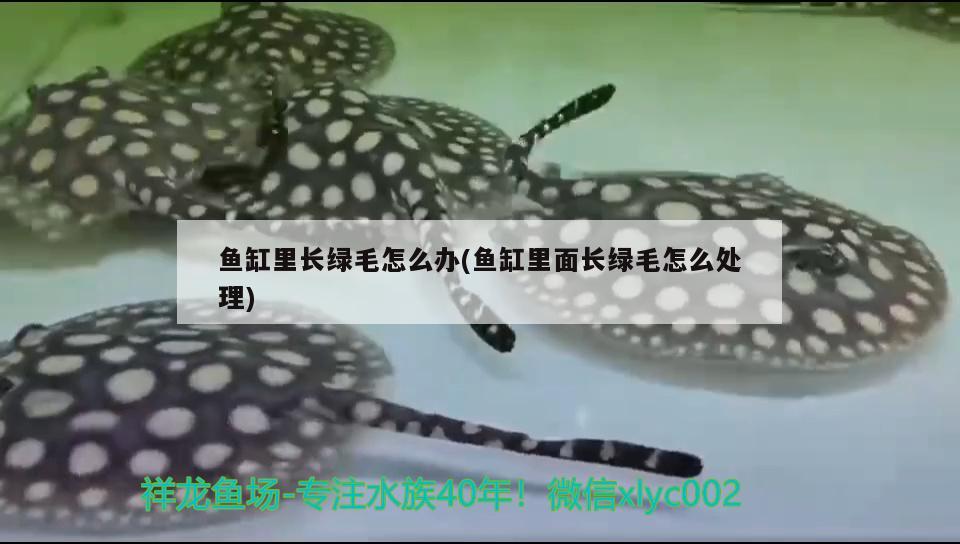 彩蝶鱼缸怎么换水视频讲解（彩蝶鱼缸怎么放水） 白化巴西龟（白巴） 第2张