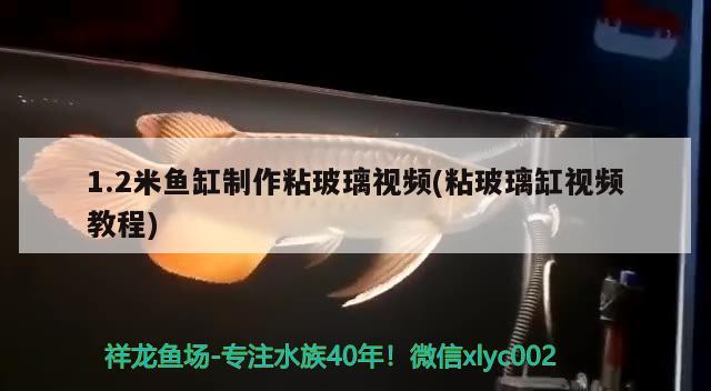 1.2米鱼缸背景图(12米鱼缸背景图片大全) 广州水族批发市场