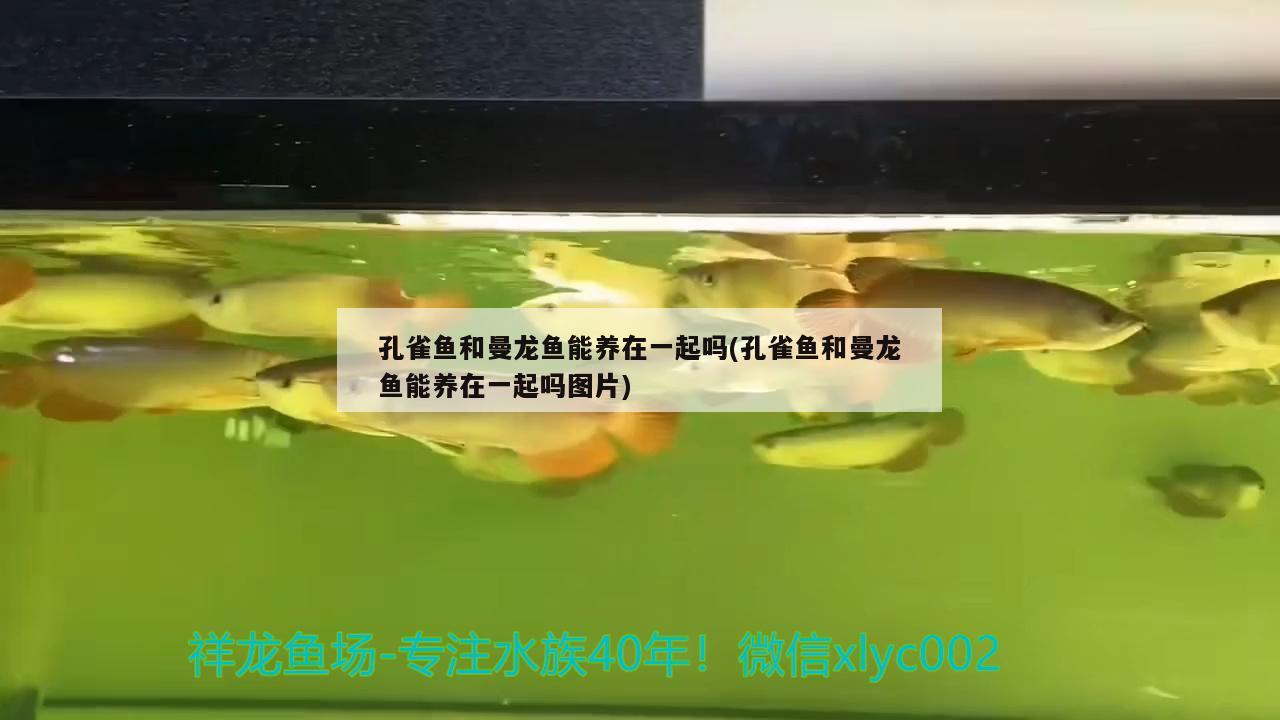 孔雀鱼和曼龙鱼能养在一起吗(孔雀鱼和曼龙鱼能养在一起吗图片) 观赏鱼企业目录