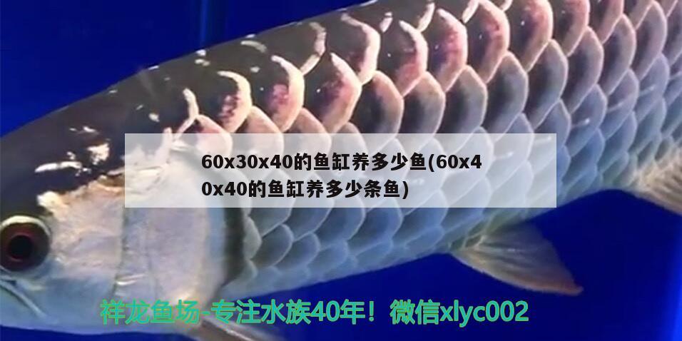 60x30x40的鱼缸养多少鱼(60x40x40的鱼缸养多少条鱼)