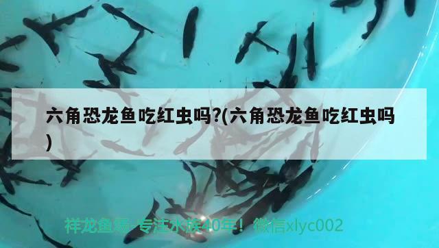 六角恐龙鱼吃红虫吗?(六角恐龙鱼吃红虫吗) 广州观赏鱼鱼苗批发市场