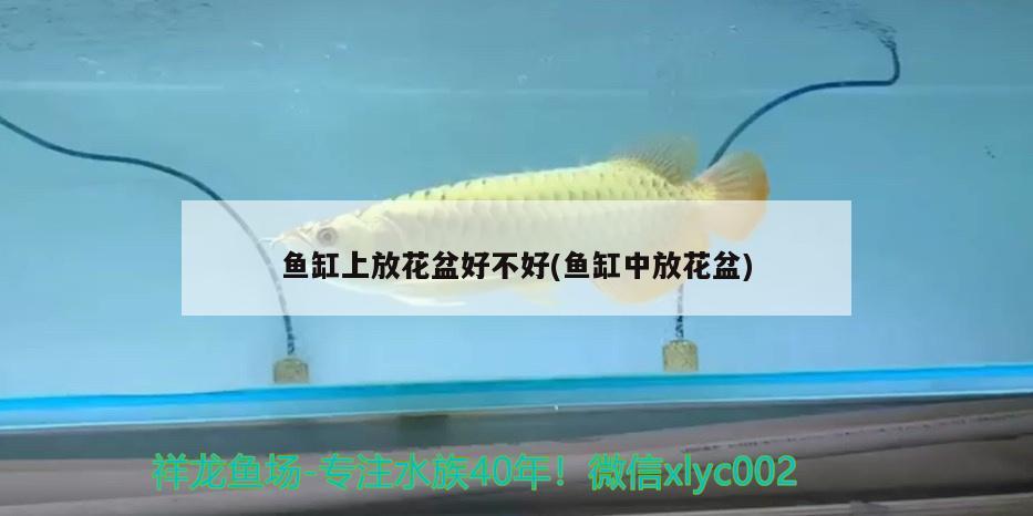 金鱼吊兰的养殖方法和注意事项有哪些，金鱼吊兰怎么养才能长得快又茂盛