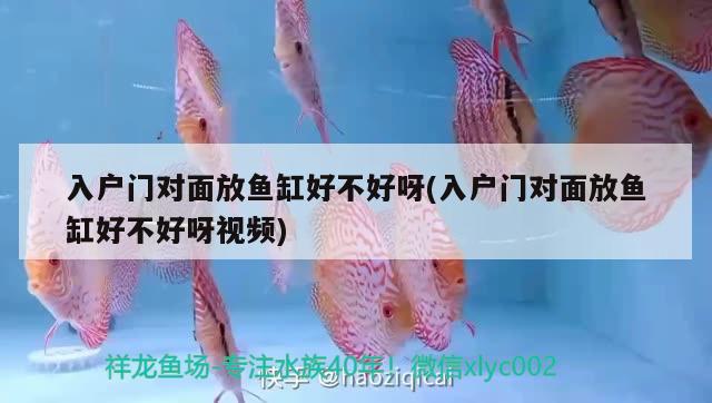 晋城水族馆自杀 细线银版鱼 第3张