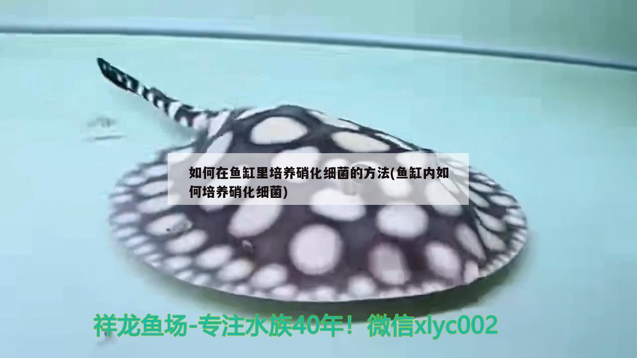 海星鱼缸怎么样海星鱼缸的特点，海星鱼缸怎么样