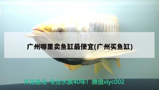 广州哪里卖鱼缸最便宜(广州买鱼缸)