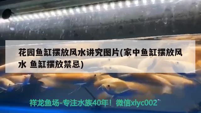 广州卖鱼缸的地方在哪个位置好（深圳哪里有卖鱼缸的） 红眼黄化幽灵火箭鱼|皇家火箭鱼 第2张