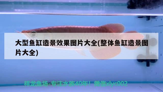 广州水族馆关刀鱼和龙混养关刀鱼能和金龙鱼混养吗 观赏鱼鱼苗 第3张