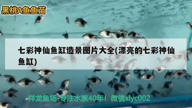 东营东城卖鱼缸地方电话多少（连云港以前是黄河入海口吗） 白子球鲨鱼 第1张