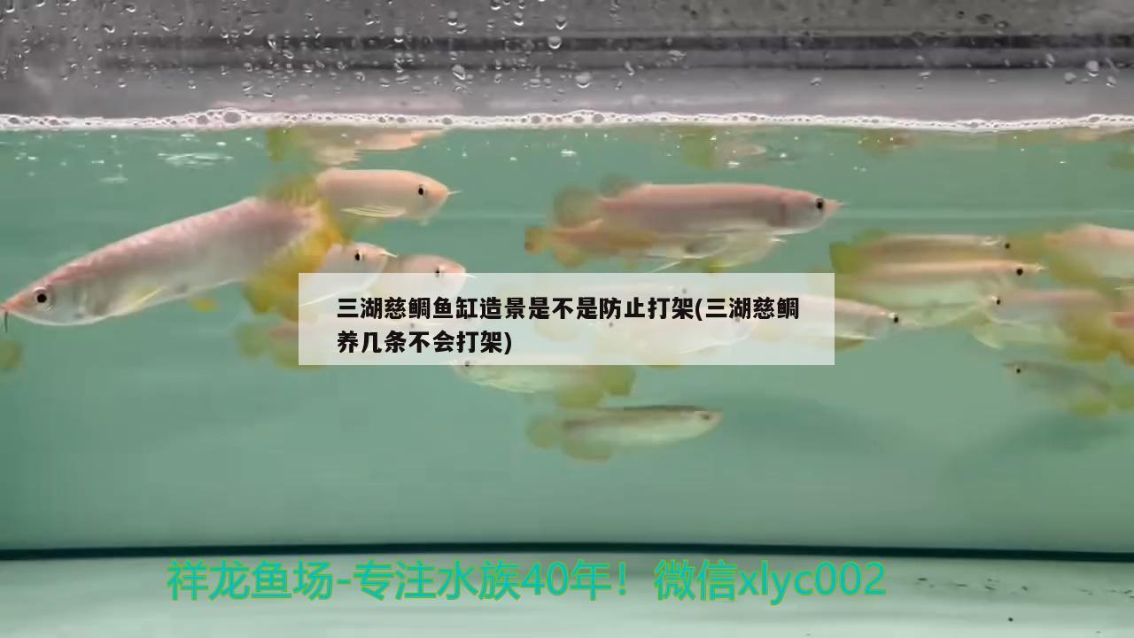 广州水族馆关刀鱼和龙混养关刀鱼能和金龙鱼混养吗 观赏鱼鱼苗 第2张
