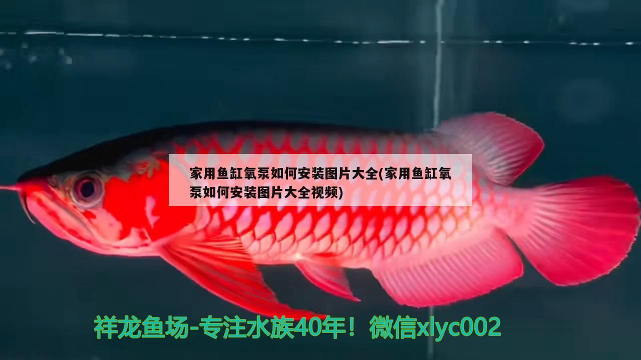 天津海水观赏鱼专卖店电话多少（天津哪里卖海水鱼）