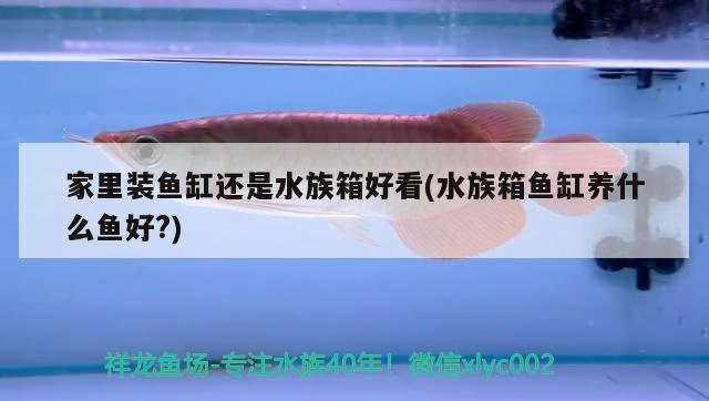 有一种鱼叫什么，汉武帝南巡时，曾射杀的那条“蛟”，究竟是什么动物