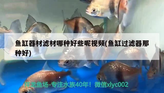 岳阳观赏鱼市场七彩神仙鱼的体内寄生虫问题