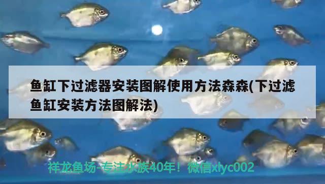 湘潭观赏鱼市场这混养 观赏鱼市场（混养鱼） 第2张