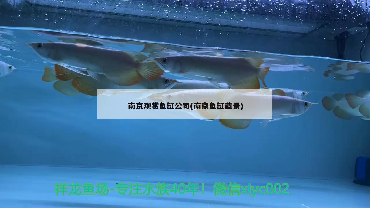 南京观赏鱼缸公司(南京鱼缸造景)