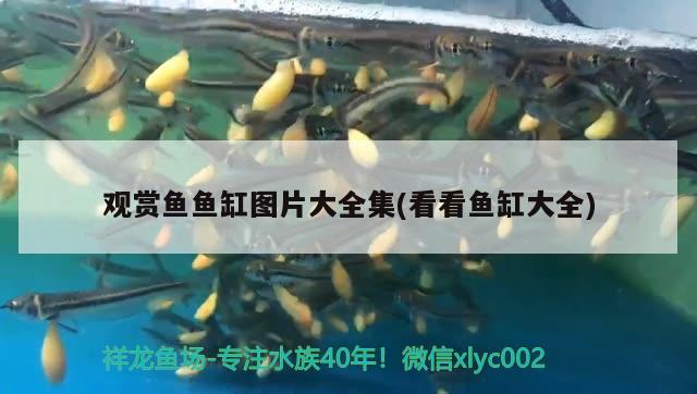 超白鱼缸怎么清洗：超白鱼缸最简单的鉴别 泰庞海莲鱼