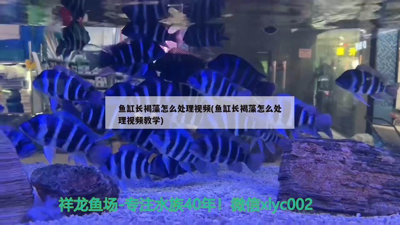 鱼缸长褐藻怎么处理视频(鱼缸长褐藻怎么处理视频教学)