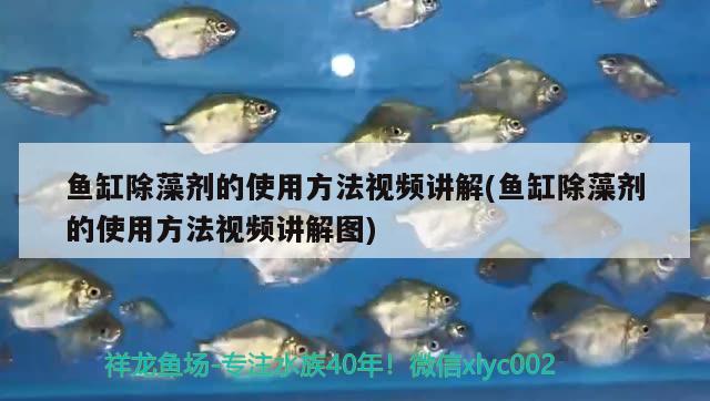 鱼缸除藻剂的使用方法视频讲解(鱼缸除藻剂的使用方法视频讲解图)