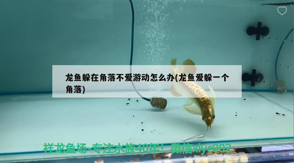 小鱼缸加温棒怎么用图解(鱼缸加热棒安装方法) 广州水族器材滤材批发市场 第3张