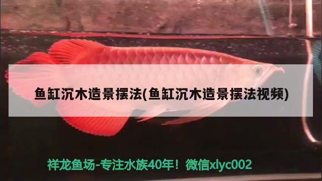 鱼缸沉木造景摆法(鱼缸沉木造景摆法视频) 战车红龙鱼