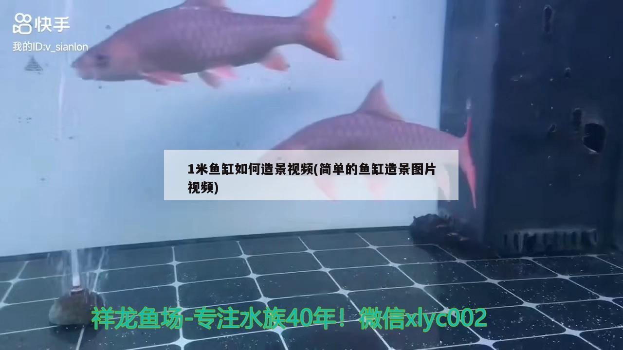 1米鱼缸如何造景视频(简单的鱼缸造景图片视频)