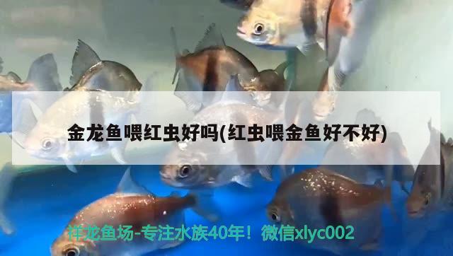 大型鱼鱼缸造景设计图大全：大型鱼缸图片 广州水族批发市场 第2张