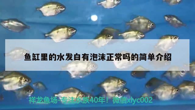 大型鱼鱼缸造景设计图大全：大型鱼缸图片 广州水族批发市场 第1张