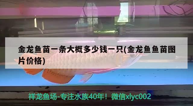 迷你鹦鹉鱼鱼缸背景用什么颜色（迷你鹦鹉鱼鱼缸背景用什么颜色好看） 龙鱼百科