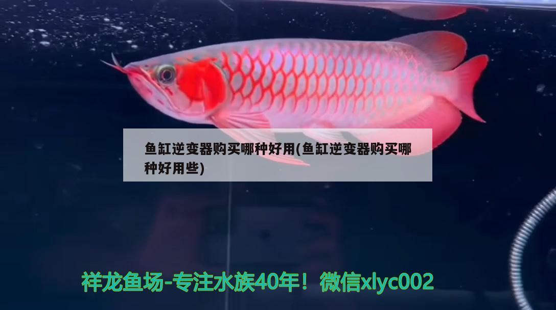  特里斯红外线红龙鱼:请鱼友们帮忙看一下这条红龙怎么样 特里斯红外线 第3张