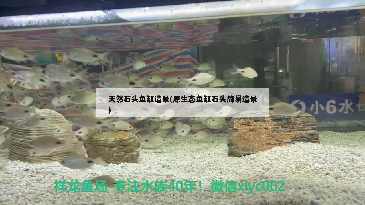 天然石头鱼缸造景(原生态鱼缸石头简易造景) 雪龙鱼