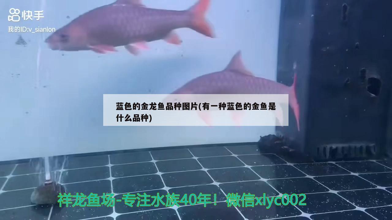 东河区哈学峰观赏鱼店 全国水族馆企业名录 第2张